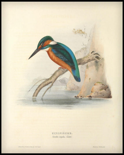 Alcedo Ispida Poster