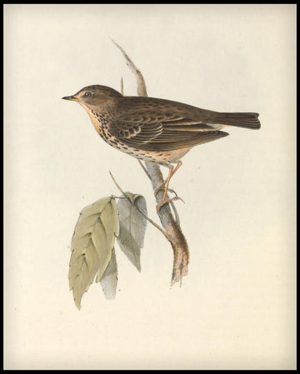 Anthus Arboreus Poster