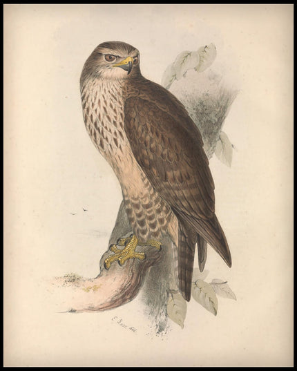 Buteo Vulgaris Poster