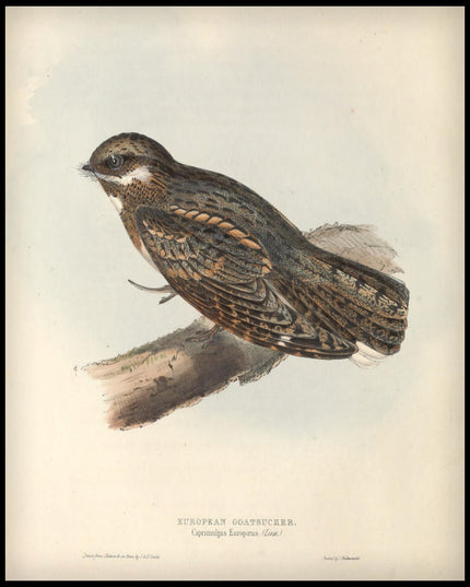 Caprimulgus Europaeus Poster