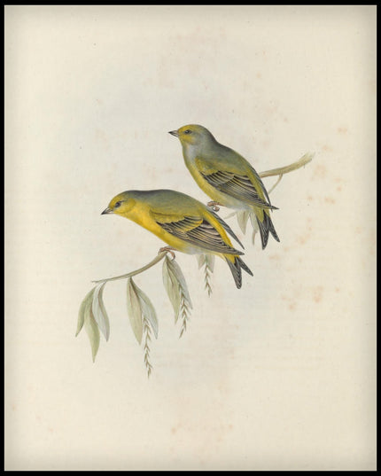 Carduelis Citrinella Poster