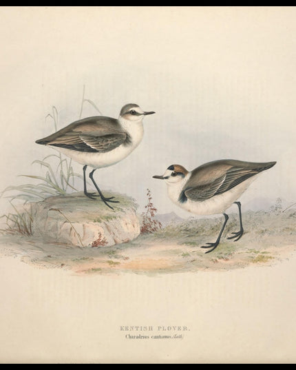 Charadrius Cantianus Poster