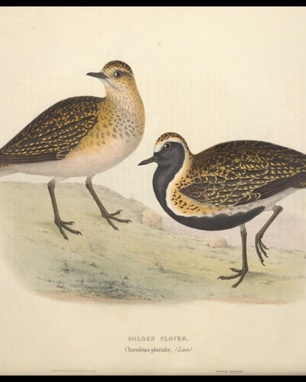 Charadrius Pluvialis Poster