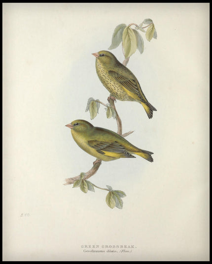 Coccothraustes Chloris Poster