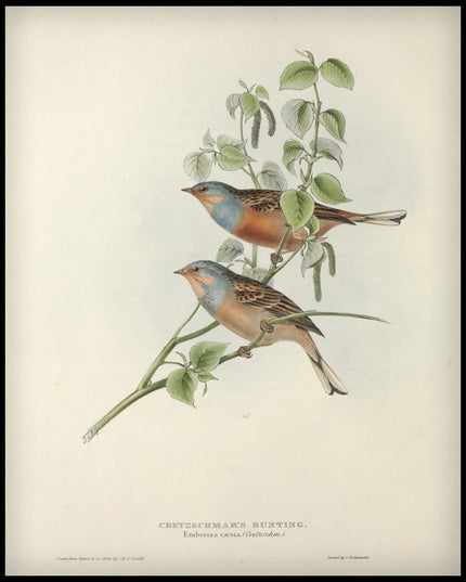 Emberiza Caesia Poster