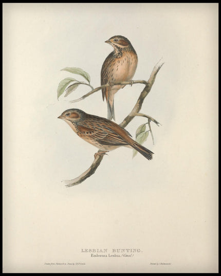 Emberiza Lesbia Poster