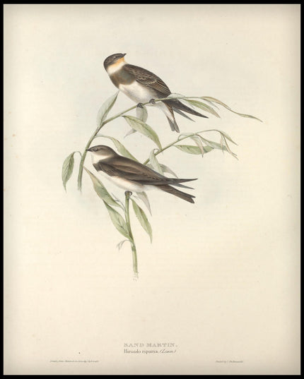 Hirundo Riparia Poster