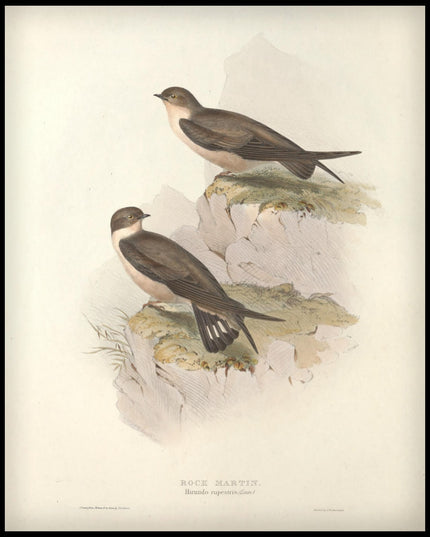 Hirundo Rupestris Poster