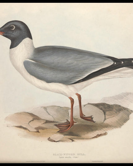 Larus Atricilla Poster