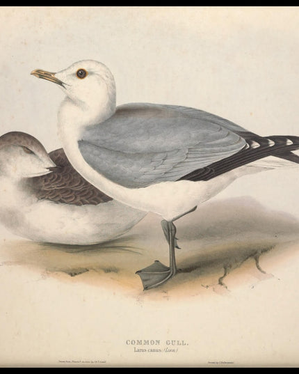 Larus Canus Poster