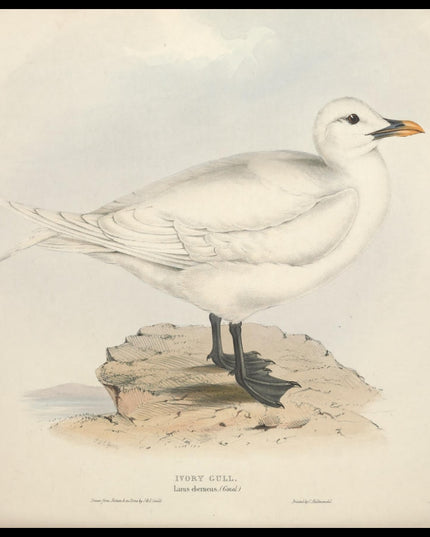 Larus Eberneus Poster