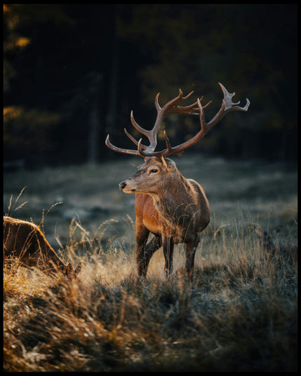 Ein Leinwandbild von einem majestätischen Hirsch mit großem Geweih in einer herbstlichen Landschaft.