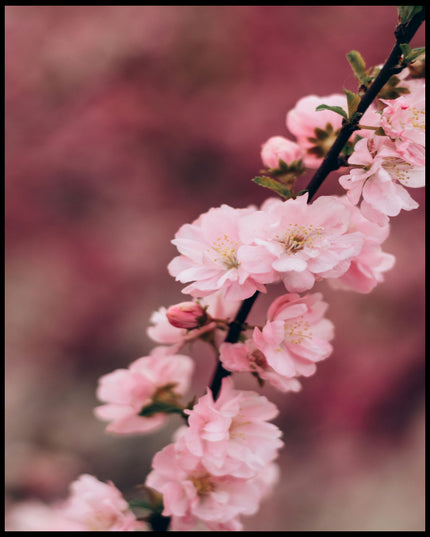 Ein Leinwandbild von einem Zweig mit zarten, rosa Kirschblüten vor einem unscharfen Hintergrund.