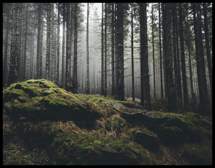 Leinwandbild von einem nebeligen Wald mit moosbedeckten Steinen im Vordergrund.