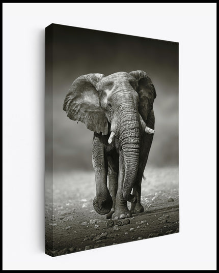 Black and White Elephant Canvas 