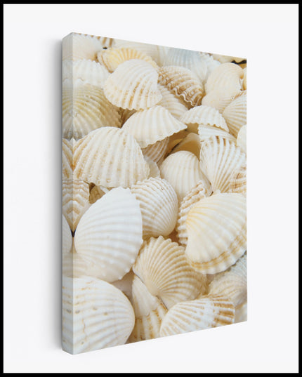 White Seashells on the Beach Canvas