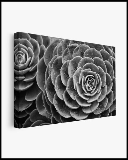 Black and White Succulent Canvas