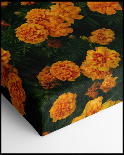 Orange Marigold Canvas