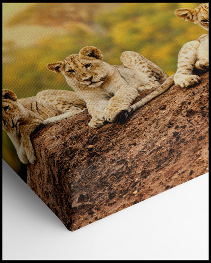 Young Lions Canvas