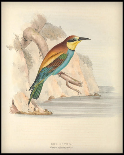 Merops Apiaster Poster