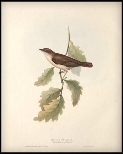 Philomela Luscinia Poster