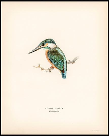 Alcedo Ispida Poster