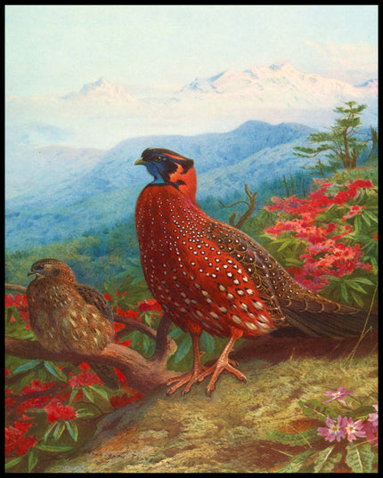 Satyrtragopan Poster