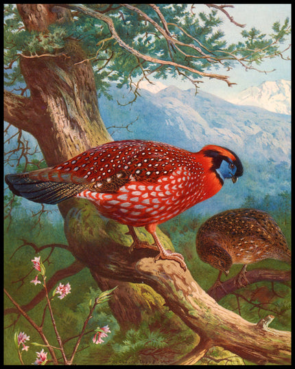 Temmincktragopan Poster