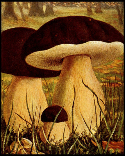 Boletus Aereus