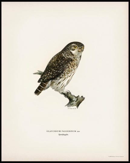 Glaucidium Passerinum Poster