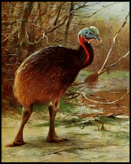 Single Wattled Cassowary