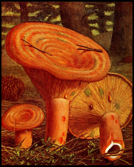 Lactarius Deliciosus