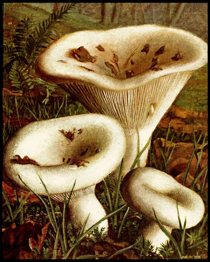 Lactarius Piperatus