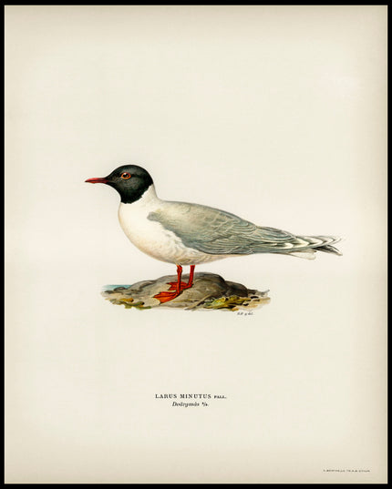 Larus Minutus Poster