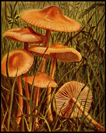 Marasmius Oreades