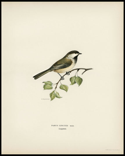 Parus Cinctus Poster