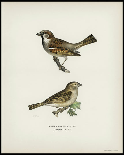 Phylloscopus Collybita Poster