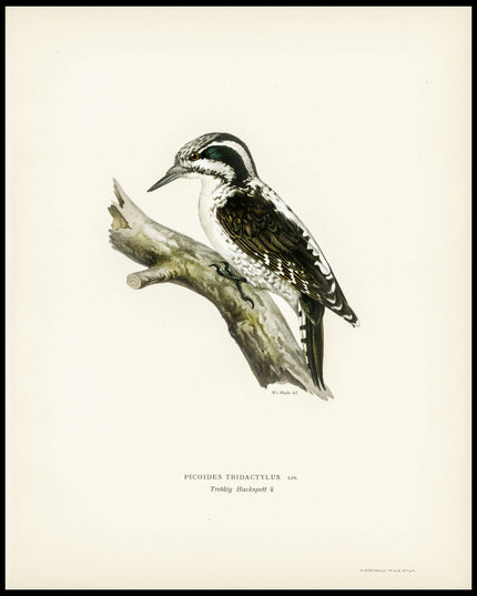 Picoides Tridactylus Poster