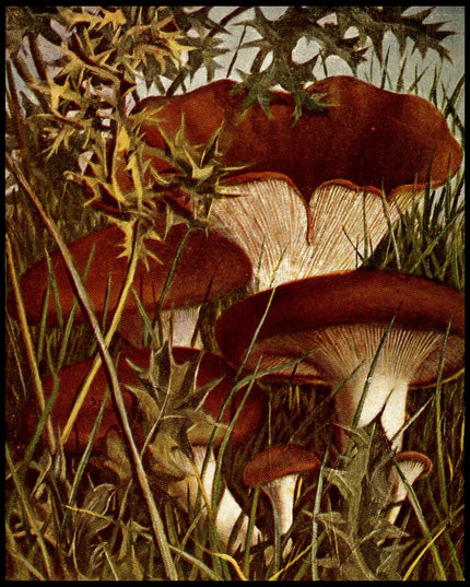 Pleurotus Eryngii