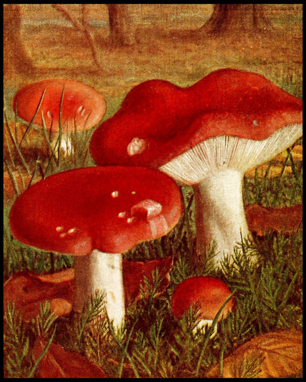 Russula Emetica