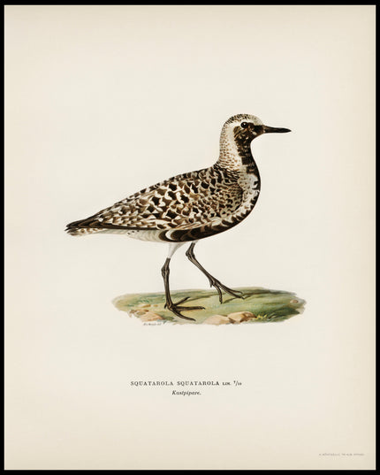 Squatarola Squatarola Poster