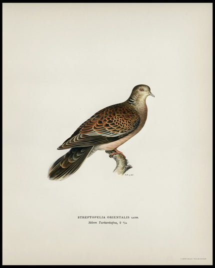 Streptopelia Orientalis Poster