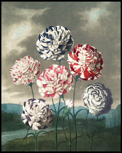 Group Of Carnations