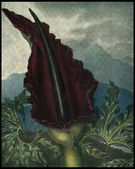 Dragon Arum