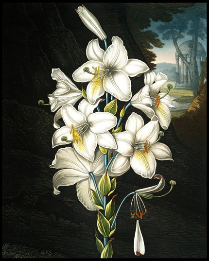 The White Lily