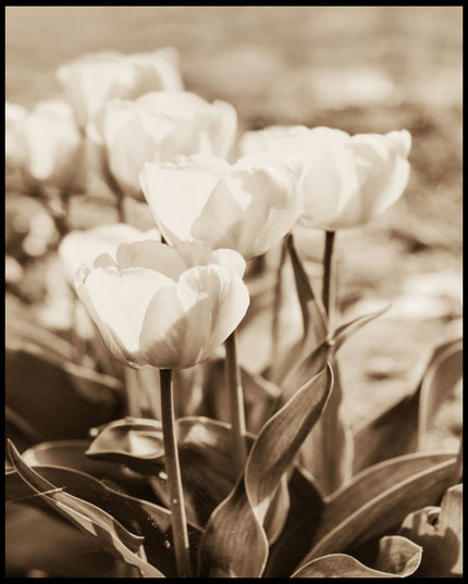 Ein Poster von mehreren Tulpen mit Sepiafilter.