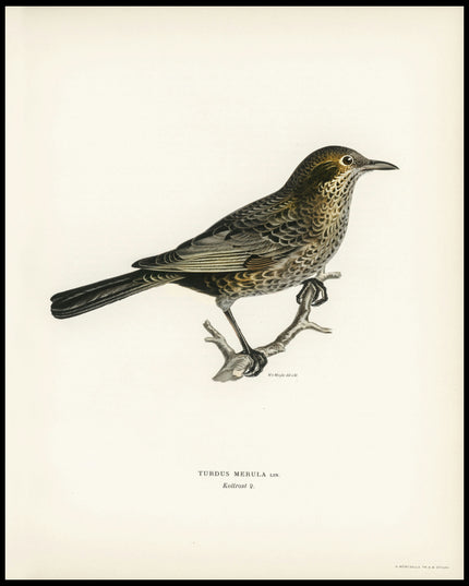 Turdus Merula Poster