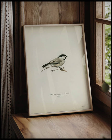 Parus Atricapillus Poster