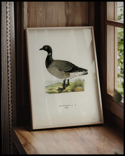 Branta Bernicla Poster