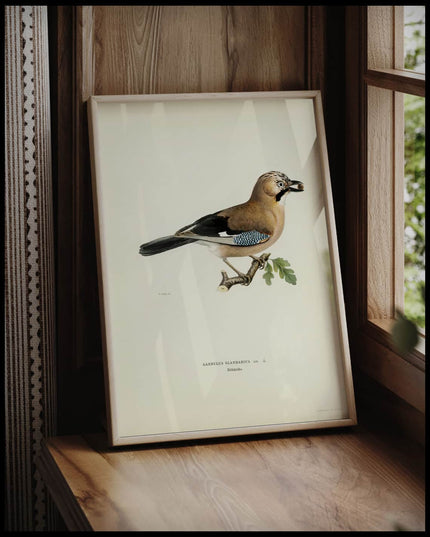 Garrulus Glandarius Poster